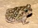 Couch's Spadefoot Toad - Scaphiopus Couchii